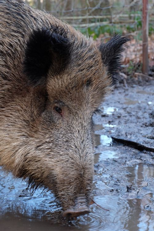 boar mammal animal world
