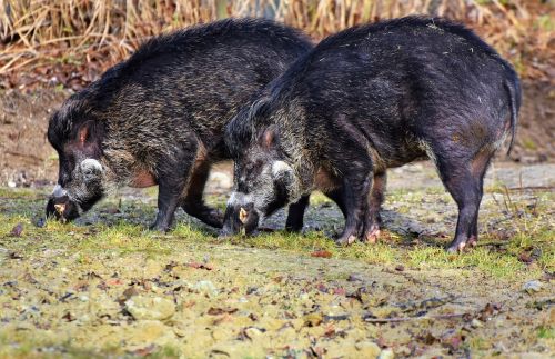 boar pig sow