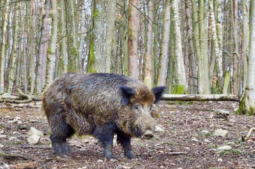 boar nature wild
