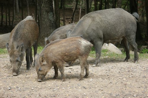 boar  wildlife  pigs