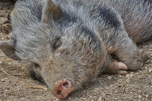 boar  sleep  nature