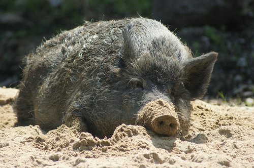 boar  pig  wild