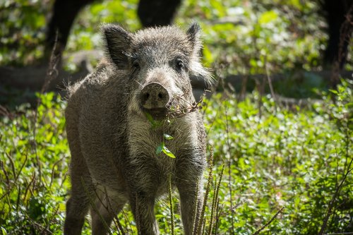 boar  pig  wild