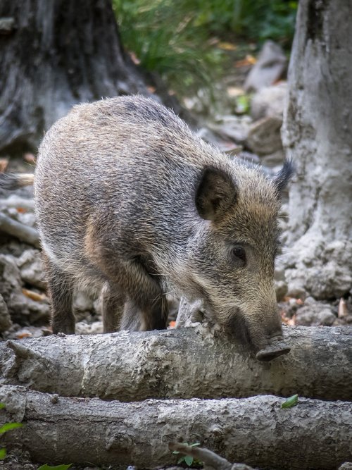 boar  pig  wild
