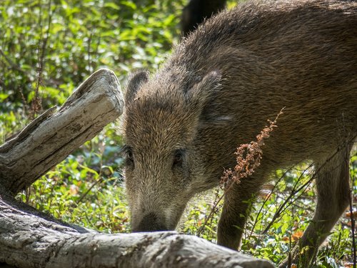 boar  pig  wild