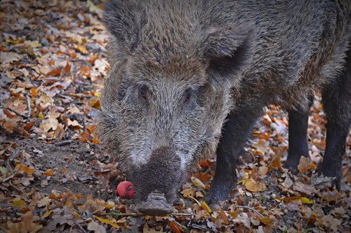 boar  animal  pig