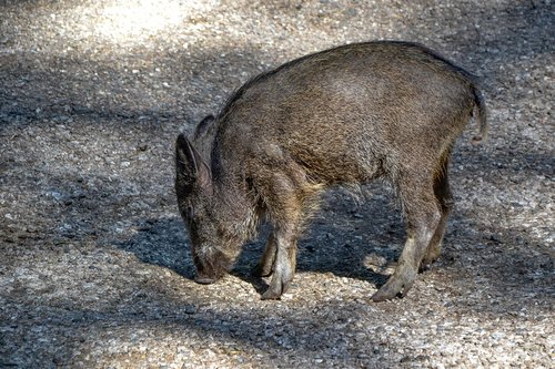 boar  wild  nature