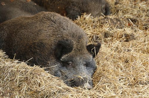 boar wild boar straw