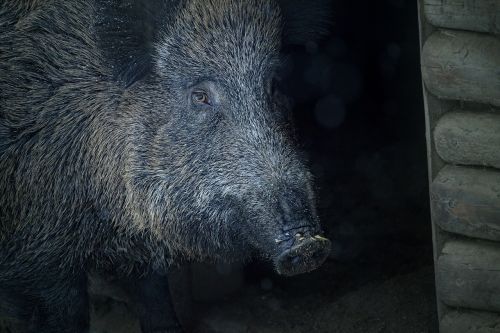 boar animal bristles