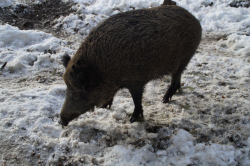 boar wild boar pig