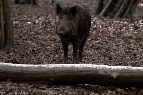boar animals wild