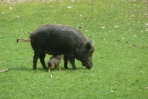 boar bache little pig