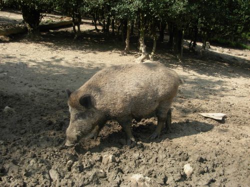 boar animal pig