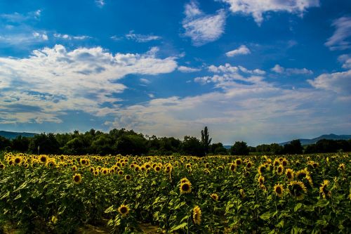 board sunflower landscape