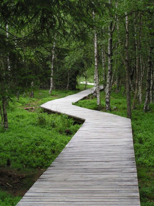 boardwalk wooden track forest