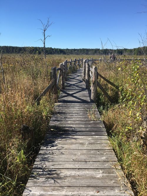boardwalk marsh wetland