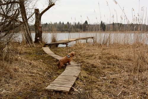 boardwalk wood planks planks