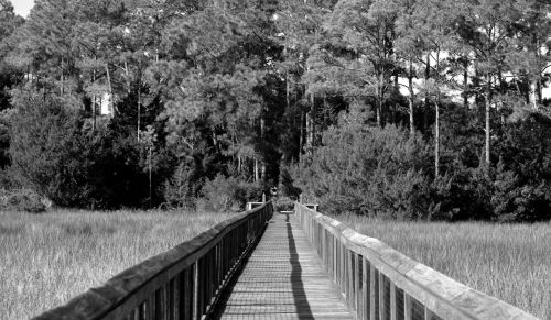 Boardwalk On The Marshland