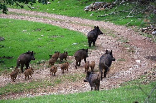 boars field piglets