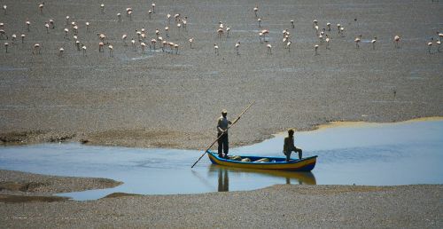 boat flamingos sand