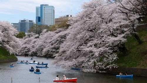 boat cherry blossom park