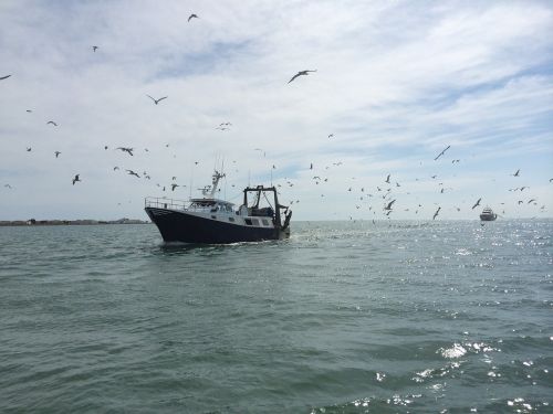 boat traditional fishing seagulls