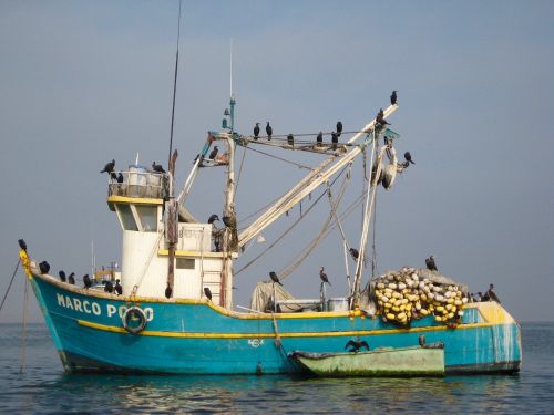 boat birds ecuador