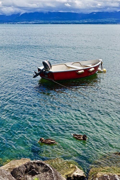 boat  tranquil  ducks