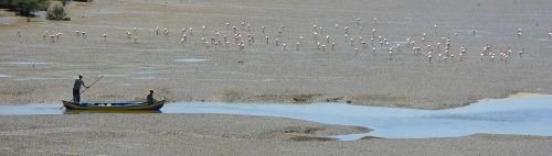 boat fishing boat flamingos