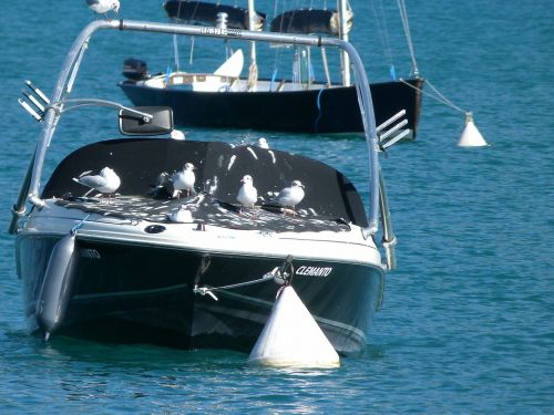 boat birds seagulls