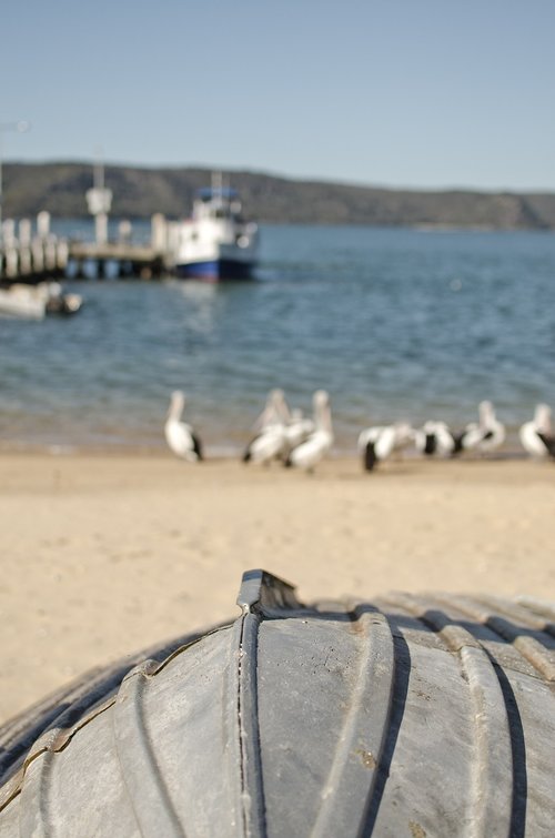 boat  pelican  sand