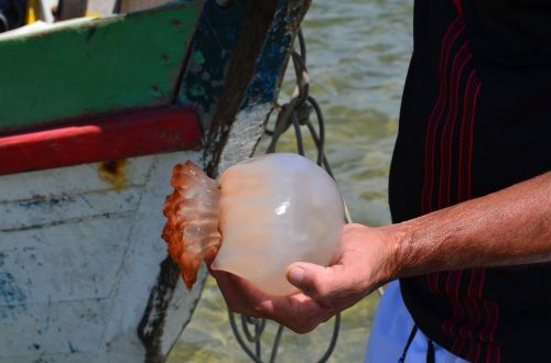 jellyfish mar fish