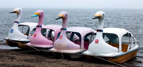 boats swans ducks