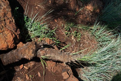 Bobbejaan Stert - Xerophyta