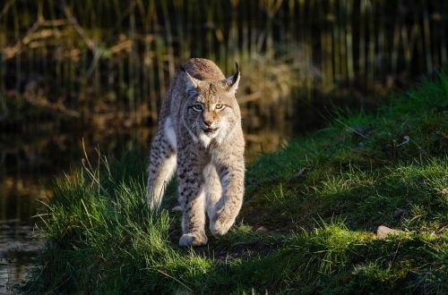 bobcat wildlife lynx