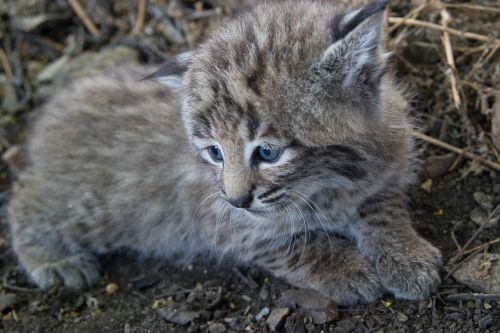 bobcat kitten young