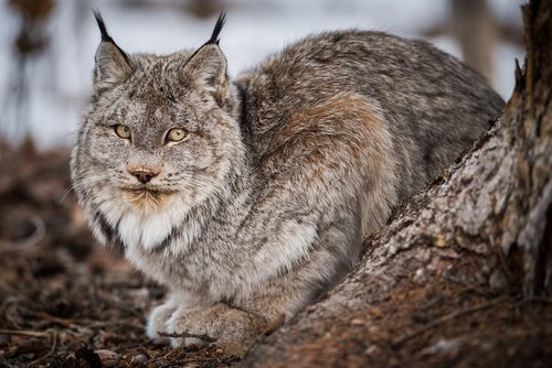 bobcat  wildlife  predator