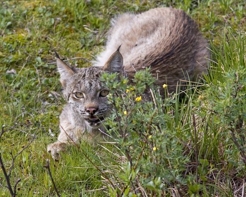 bobcat  lynx  predator