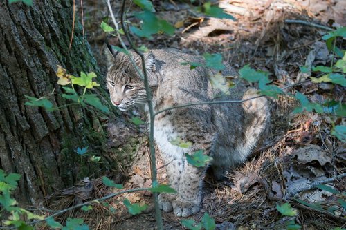 bobcat  wildlife  virginia