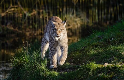 bobcat  wildlife  predator