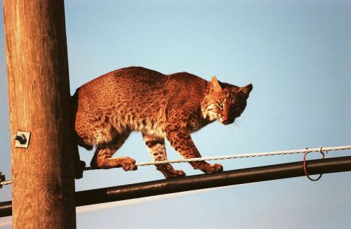 bobcat feline power-line
