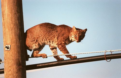 bobcat wires looking