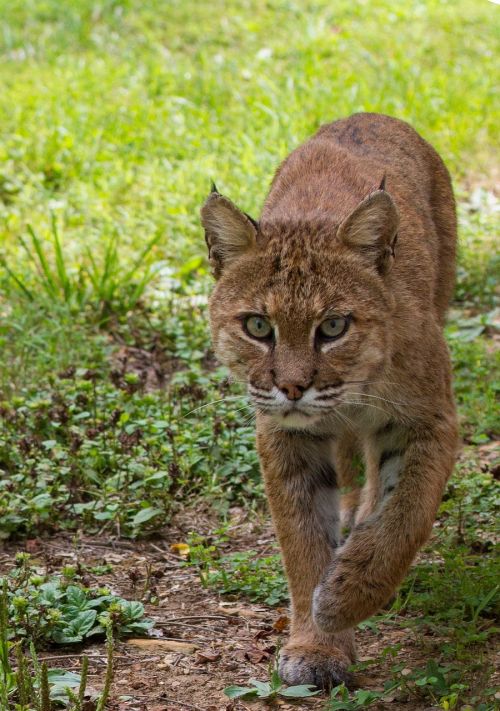 bobcat wildlife nature