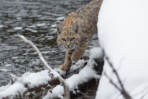 Bobcat In The Snow