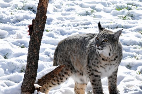 Bobcat In The Snow