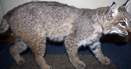 Bobcat