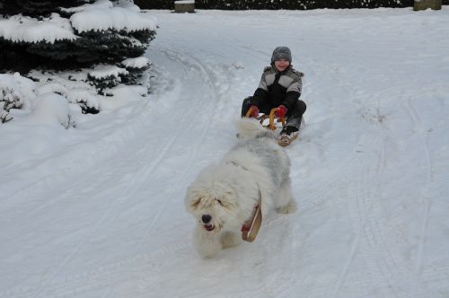 bobtail dog winter