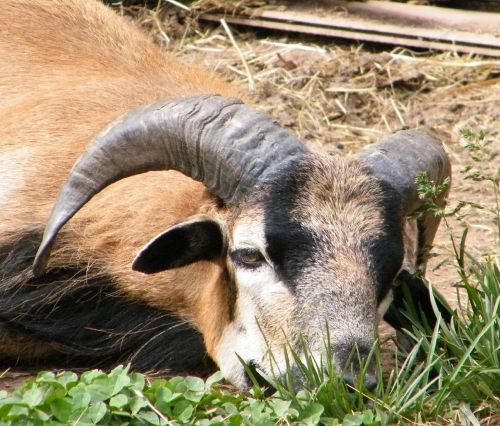 bock animals horns