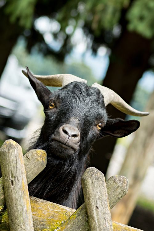 bock billy goat curious