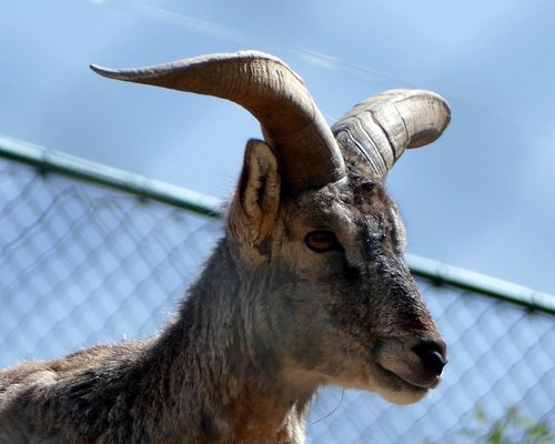 bock  mane springer  zoo